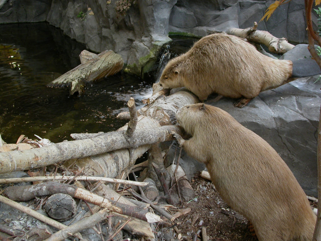 Image of two beavers building a dam.