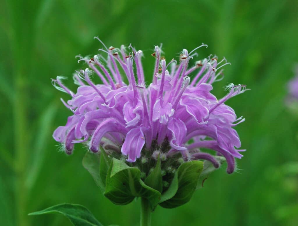 A close up of pinkish-purple Bee Balm flower.