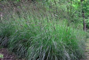 Image of Big Bluestem grass