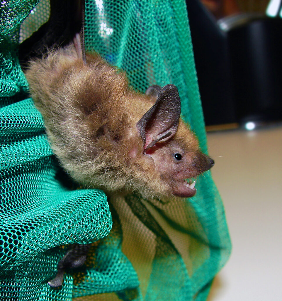 A Big Brown bat being held in a green net. It has its mouth open.