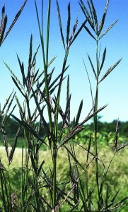 Close up image of Big bluestem in bloom