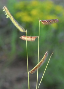 Image of Blue grama grass