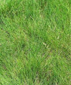 Image of Blue grama grass