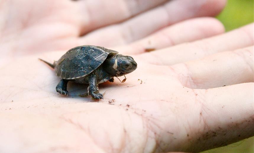 Baby Bog Turtle standing on a person's hand