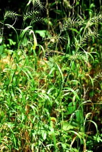 Image of Bottlebrush Grass