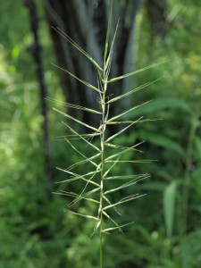 Close up image of Bottlebrush grass in bloom