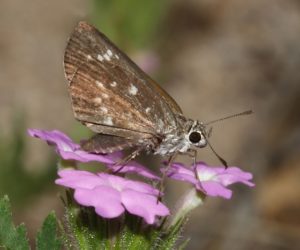 Close up image of a Bronzed Roadside skipper