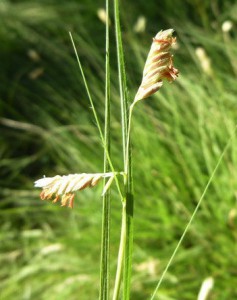 Image of flowering Buffalograss