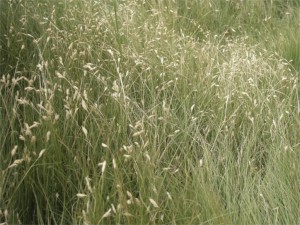 Image of Buffalograss