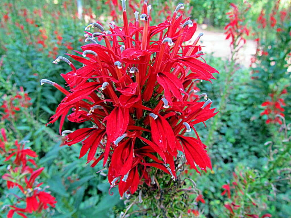 A close up of a Cardinal Flower plant blooming in brilliant red.