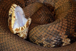 Cottonmouth (Agkistrodon piscivorus), exposing the inspiration for its name. Though considered the most aggressive venomous snake in the U.S., at least one informal test showed they only bite if forced to. (Geoff Gallice / Wiki; cc by-sa 2.0)