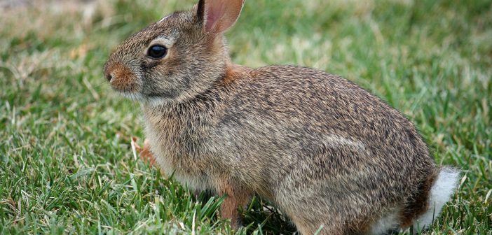 A Cottontail Rabbit is seen from the side while sitting on green grass.