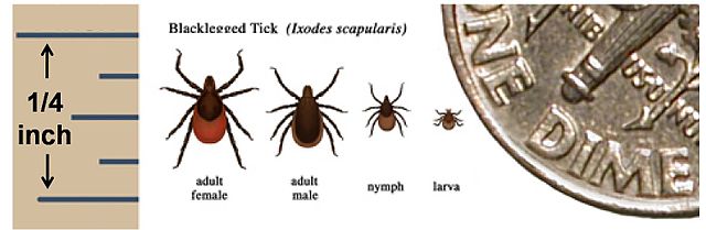 Illustration of the Deer Tick during four life stages.