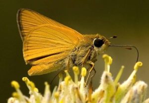 Close up image of Delaware skipper