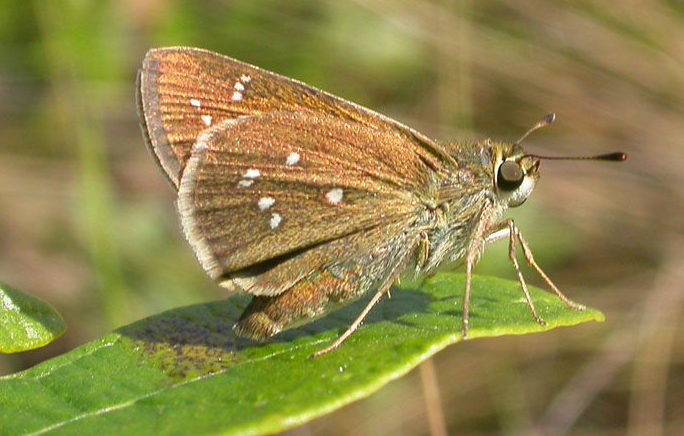 Close up image of Dotted skipper