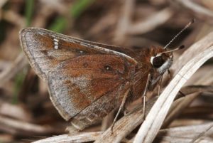 Image of a Dusted skipper
