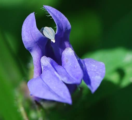 Great Blue Lobelia (Lobelia siphilitica). Joshua Mayer / Wiki; CC BY-SA 2.0)