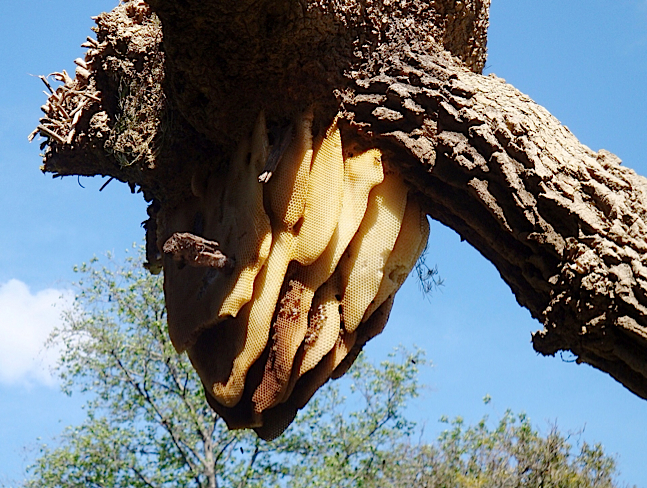 A large honeybee hive hanging from the underside of a large tree limb.