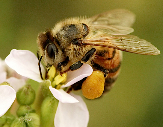 Close up of a honeybee with a tightly packed ball of pollen in its pollen basket.
