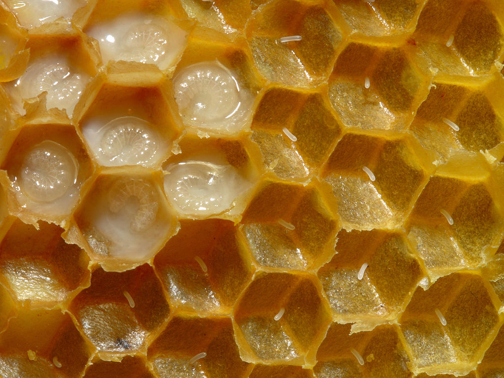 Cells holding honeybee larvae. (Waugsberg; cc by-sa 3.0)