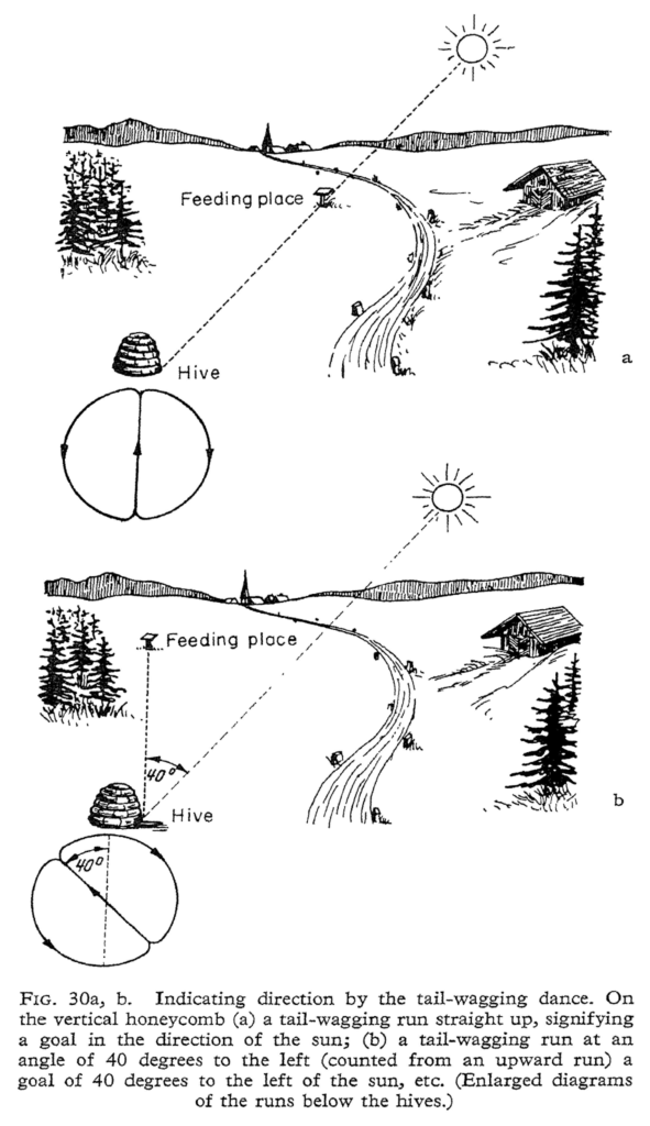 How the honeybee waggle dance conveys information. 