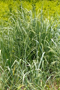 Image of Indian grass