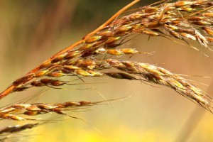 Image of Indian grass in bloom