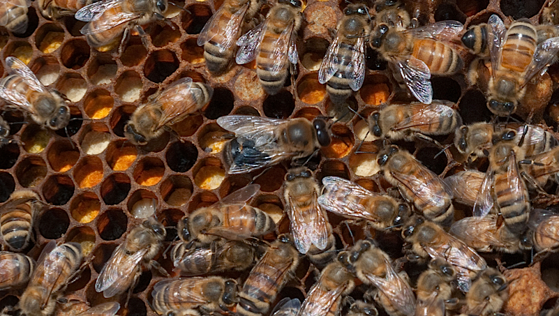 Apis mellifera ligustica queen in the center of a photo depositing a egg and surrounded by worker bees.