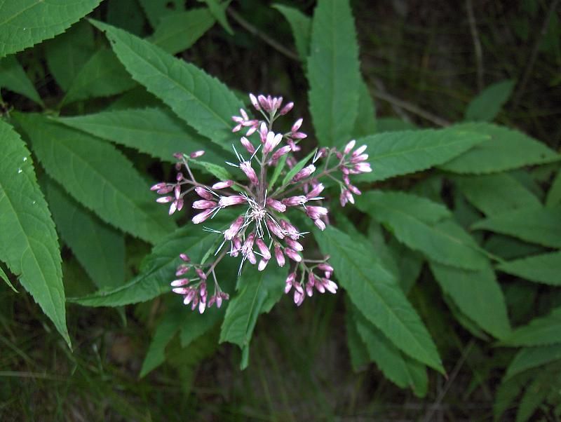 Joe Pye Weed (Eutrochium spp.). (homeredwardprice / EOL; (CC BY 2.0)