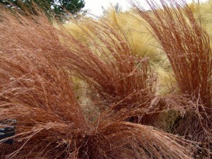 image of Little Bluestem grass