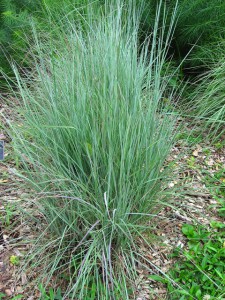 Image of Little Bluestem grass