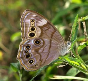 Northern Pearly Eye