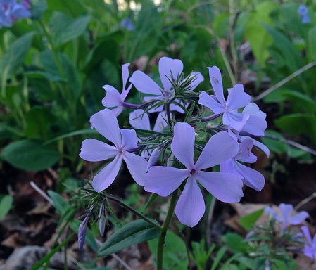 Wild Blue Phlox (Phlox divaricata). (photo: Fritz Flohr Reynolds / Flickr; CC BY-SA 2.0)