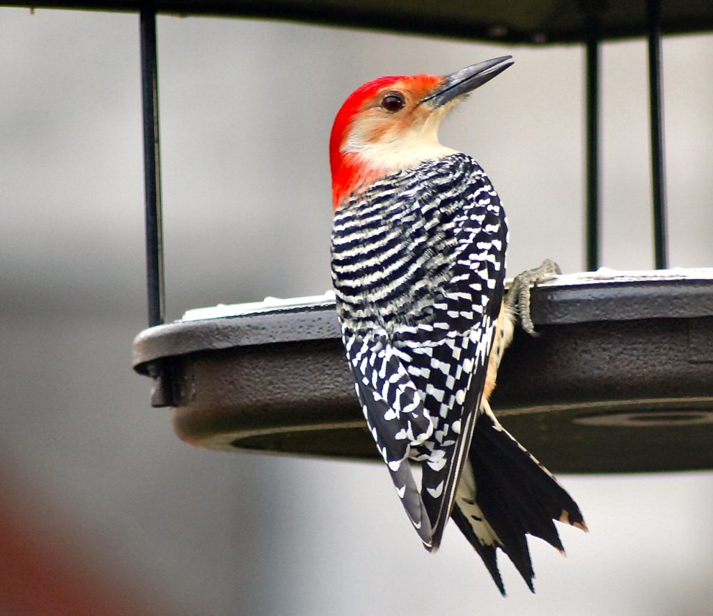 Male Red-bellied Woodpecker male clinging to a bird feeder.