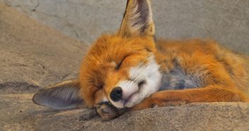 Red fox taking a nap while lying on a flat stone
