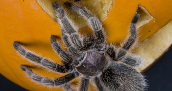 Rose-haired Tarantula clinging to a carved pumpkin.
