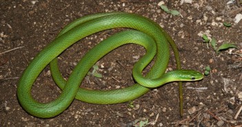 Image of Rough Green Snake, Opheodrys aestivus.