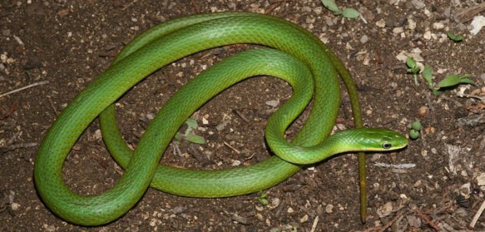 Image of Rough Green Snake, Opheodrys aestivus.