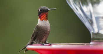 Ruby-throated hummingbird perched on a hummingbird feeder.