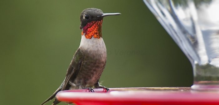 Ruby-throated hummingbird perched on a hummingbird feeder.