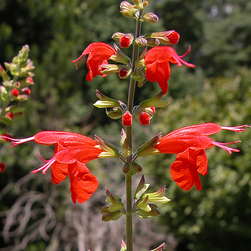 Scarlet Sage (Salvia coccinea). (photo by Carl Lewis / Flickr; CC BY 2.0)