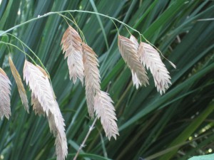 Close up image of Sea oats grass in bloom