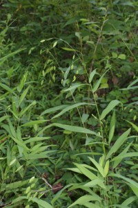 Image of Sea oats grass in bloom