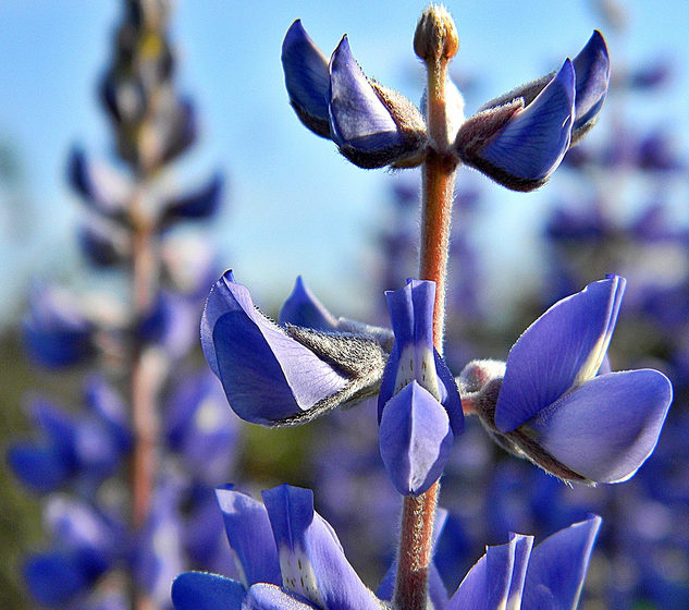 Lupine (Lupinis spp.) Shown here is Sky Blue Lupine (Lupinus diffusus). (Bob Peterson / Flickr; CC BY-SA 2.0)
