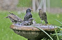 Image of three starings splashing in birdbath