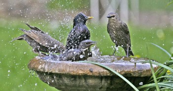 Image of three starings splashing in birdbath