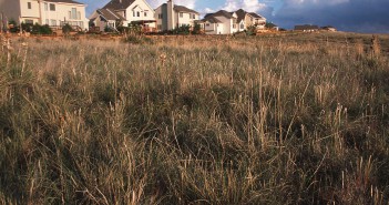 Several houses are in the background of this image. Wild grasses are in the foreground.