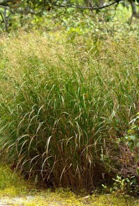 Image of Switchgrass