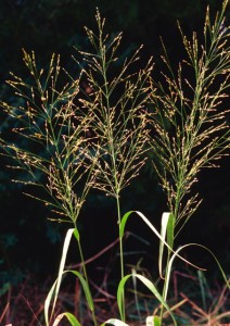 Close up image of Switchgrass in bloom
