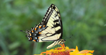 Tiger Swallowtail butterfly on a marigold.
